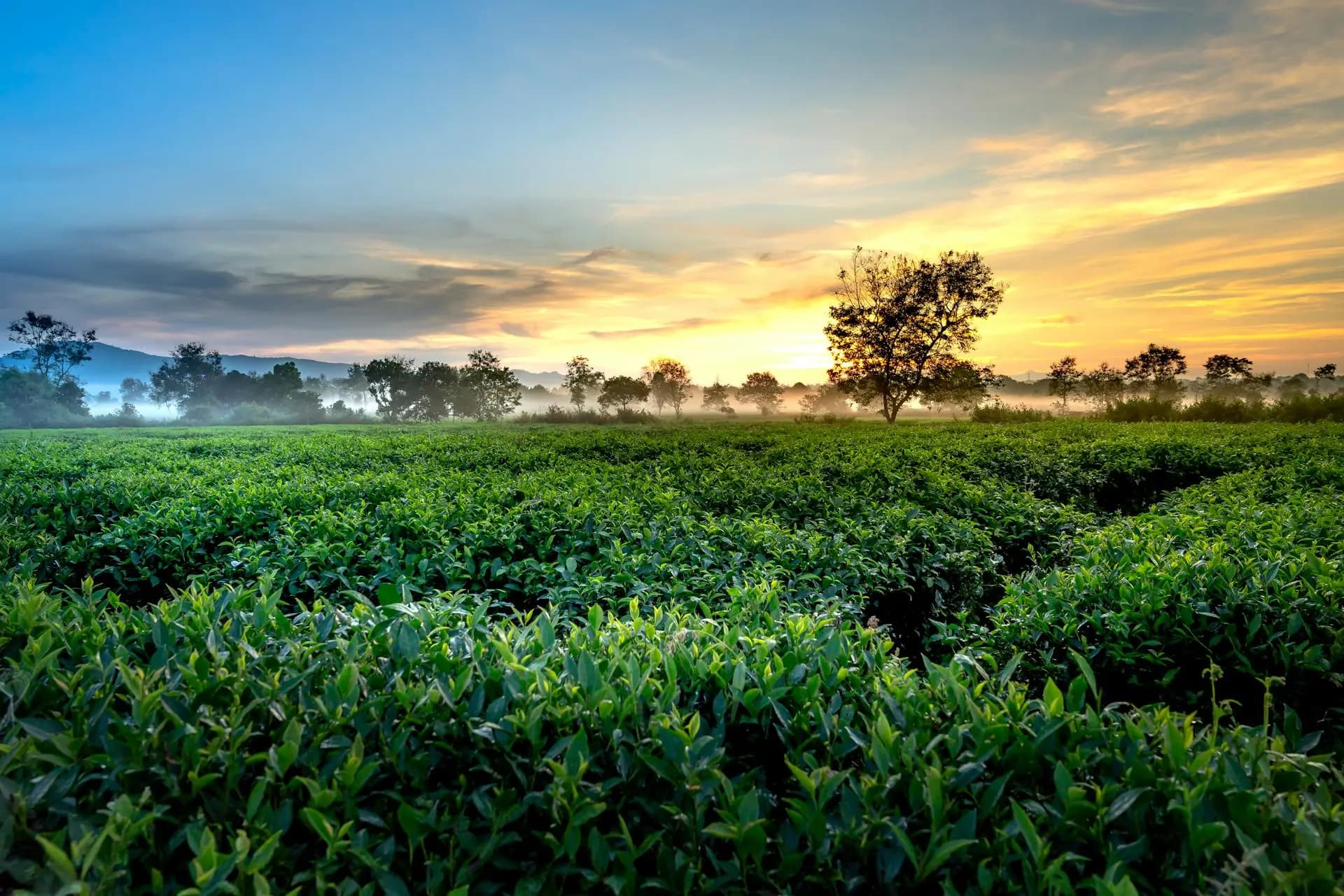 Tea Plantations